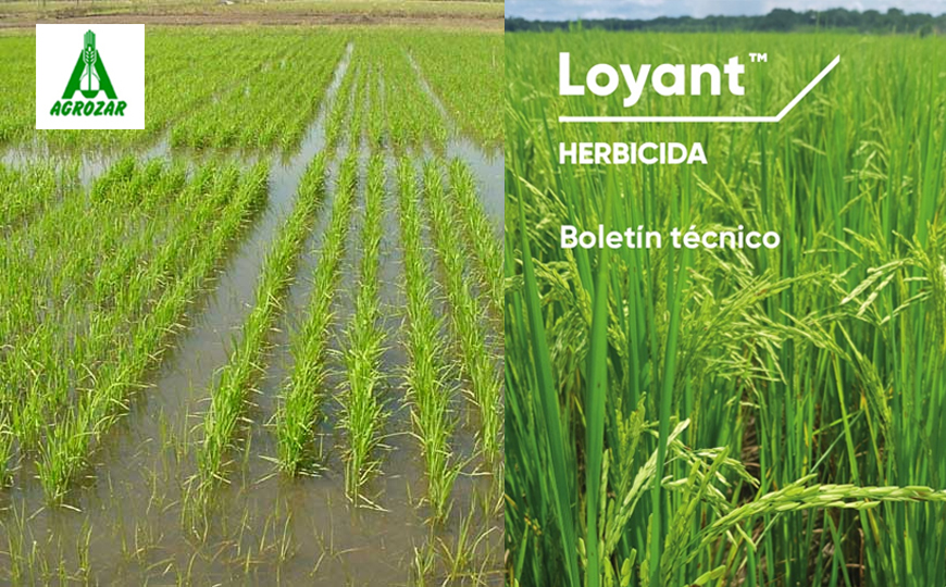 LOYANT, NUEVO HERBICIDA EN ARROZ, RECIBE REGISTRO DEFINITIVO