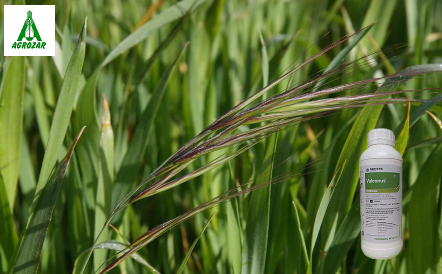 VULCANUS, NUEVO HERBICIDA PARA EL CONTROL DE GRAMINEAS