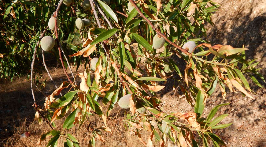 Aviso Fitosanitario - Xylella fastidiosa