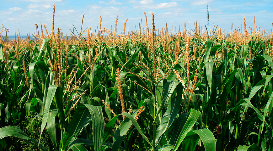 BELEM, EL PRODUCTO QUE PROTEGE LA SEMILLA DE MAÍZ