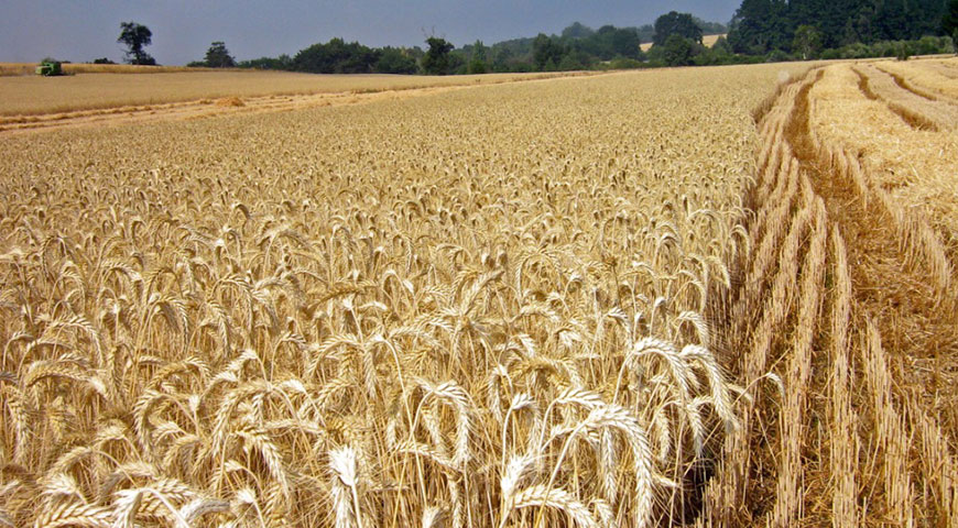 Rokenyl 50 para cultivos de cereal