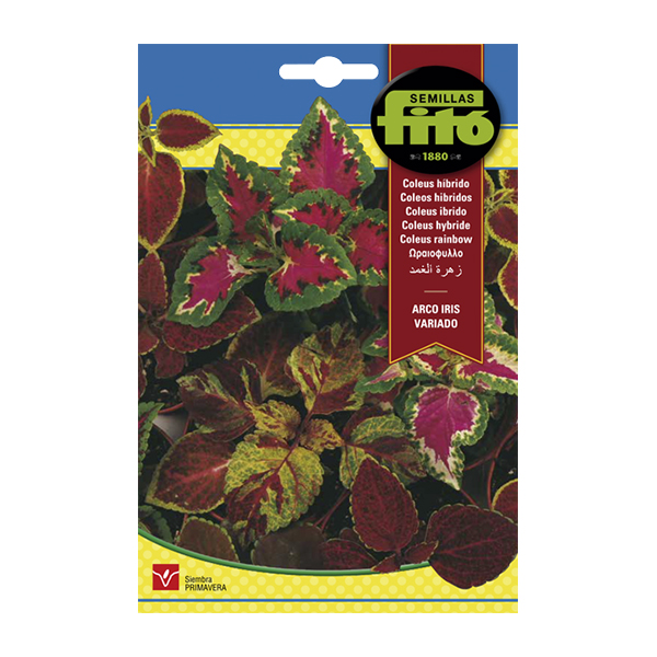 COLEUS HIBRIDO ARCO IRIS-SUPERBOL