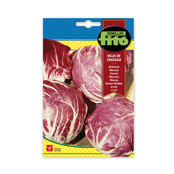 ACHICORIA ROJA DE CHIOGIA-SUPERB-